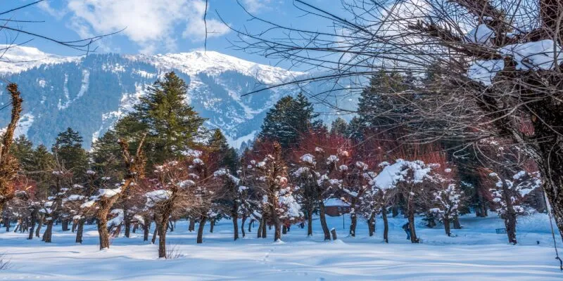 Kashmir Family Delight 6 Days - 5 Nights Tour