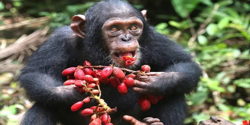 5-Day Mahale Mountain Chimpanzee Trekking Safari