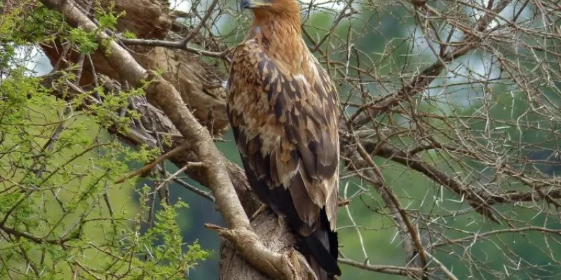 8 Days Tanzania Birding Safari Tour