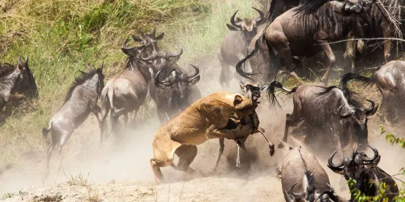 9 Days Serengeti Wildebeest Migration Safari