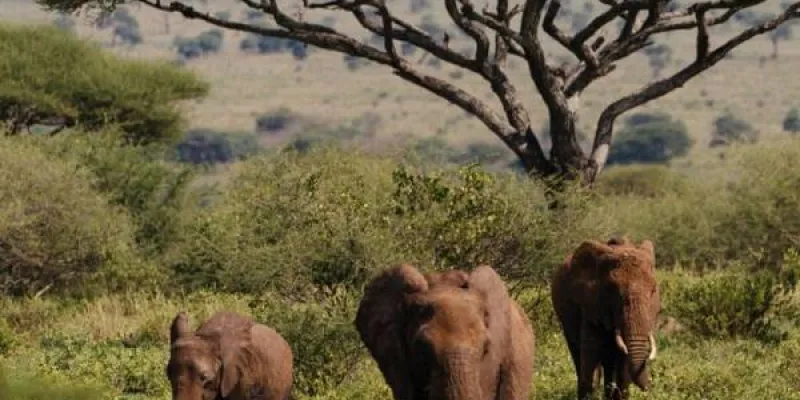 9 Days Serengeti Wildebeest Migration Safari