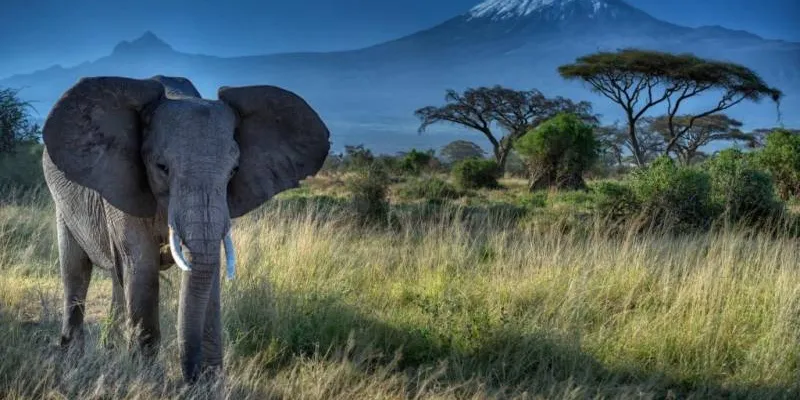 5 Days Mombasa - Amboseli And Tsavo Trip