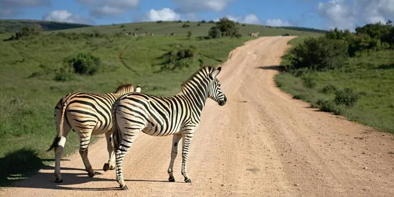 Amboseli - Tsavo West - Tsavo East - Holiday Safari Tour