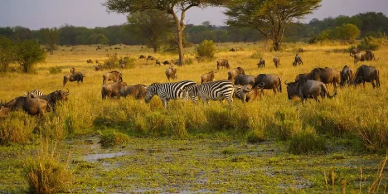 16 Days - 15 Nights Kenya-Tanzania Grand Safari Tour
