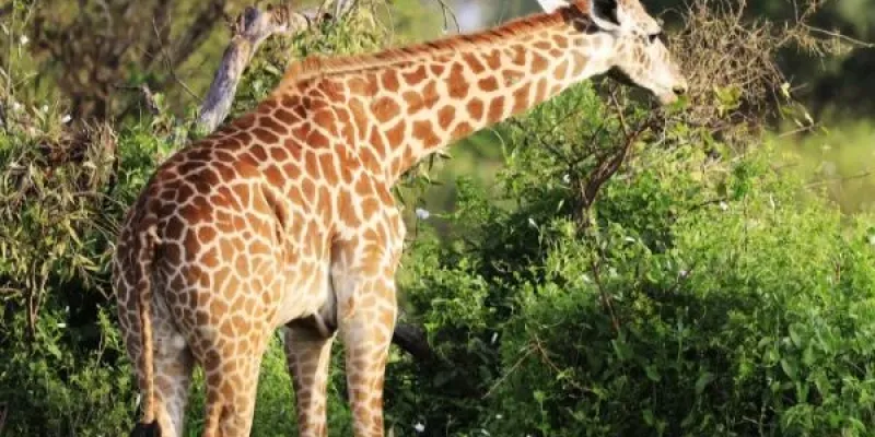 Ultimate 14-Day Kenya Safari - Beach Holiday Tour