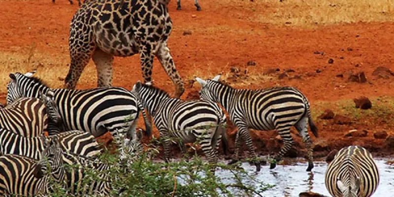 7-Day Mid-Luxury Safari Tour