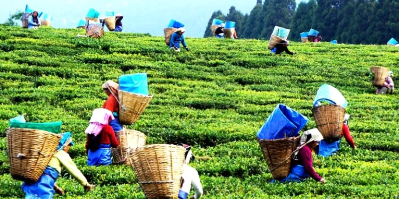 4 Nights - 5 Days Assam Tour Package