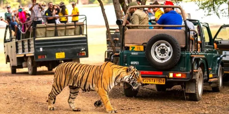 Same Day Ranthambore Tour