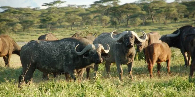 13 Days Kilimanjaro Climb And Serengeti Wildlife Safari - Zanzibar Beach