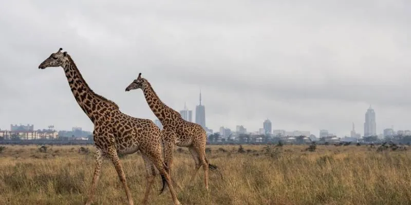 30 Days Across Kenya Wildlife And Beach Safari Zanzibar Tour