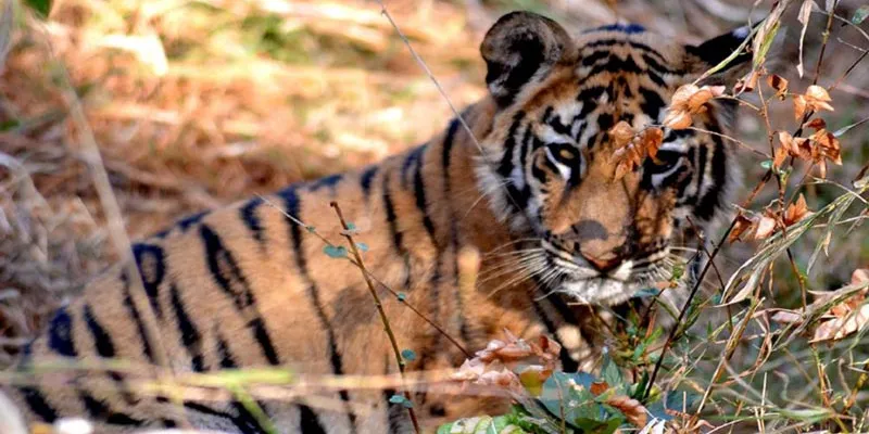 Best Of Wild Life Package