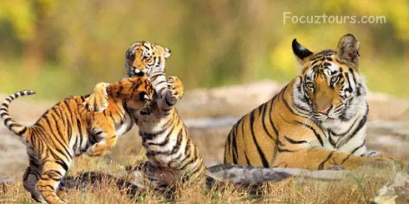 Dudhwa National Park Excursion Trip