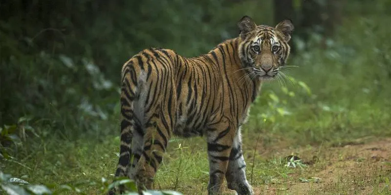 Golden Triangle And Bandhavgarh Tour