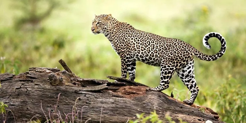 Kathmandu Holiday Package 11N/12D