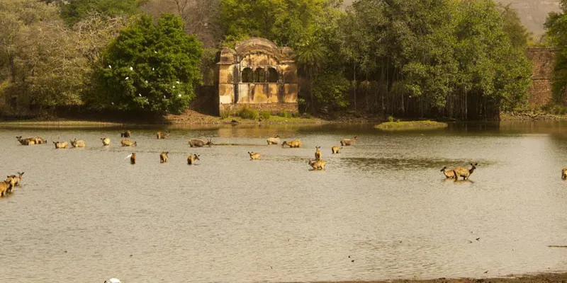 Ranthambore Wildlife Tour