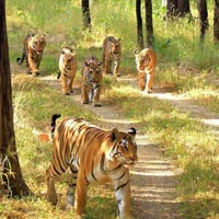Nature & Tiger Country Tour