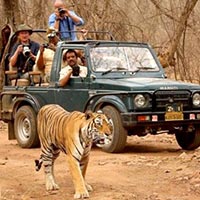 Ranthambore Wild Safari Tour