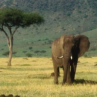 5 Days Lake Manyara, Ngorongoro, Serengeti Tour