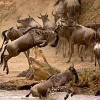 4 Days Masai Mara Lake Nakuru National Park Tour