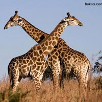 360 Kenya Safari Packages