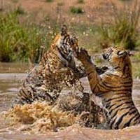 Bandhavgarh Trip Package