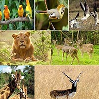 Gujarat Wildlife Tour - I