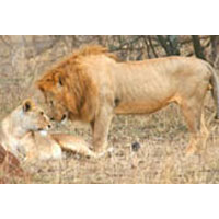 Serengeti Camping Safari - Tanzania Tour Package