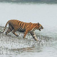 Sundarbans Forest Tour