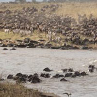 Masai Mara Tour - 3 Days 2 Nights