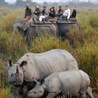 The One horned Rhino with Hoolock Gibbons Tour