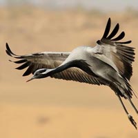 Bird Watching Tour of Rajasthan