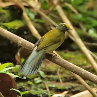Endemics Birding Tour of South India