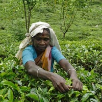 Assam Tea Tasting Tour