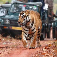 Fort & Forest (Jaipur 2N - Ranthambore 2N) Tour