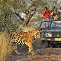 Rajasthan - Tiger Safari Tour Package