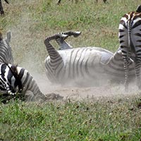 Four Days Three Nights Lake Naivasha Tour