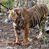 Golden Triangle with Ranthambhore Tour 