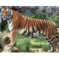 Rajasthan Tiger Tour