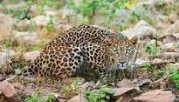 Short Escape to Kabini Tour