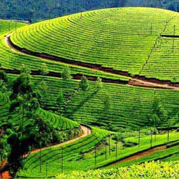 Kochi - Munnar Tour