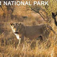 3 Days Gir National Park Tour