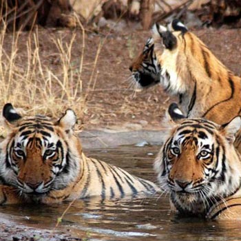 18 Days Tiger Wildlife Tour