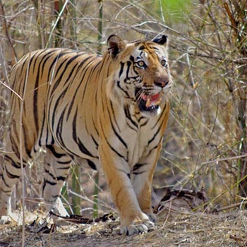 Tiger Safari India Package