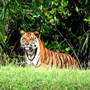 Three Jewels of Bengal (Kolkata 4N - Sundarban 2N - Shantiniketan 2N) Tour