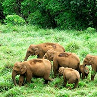 Wildlife In South India Tour