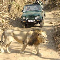 Gir National Park Tour Package