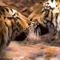 Central India Wild Tiger