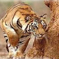 Tiger Sitting Tour