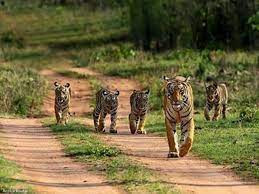Madhya Pradesh Tour