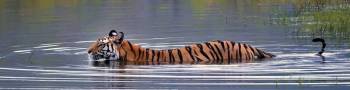 Madhya Pradesh With Kanha - Bandhavgarh - Jabalpur Tour